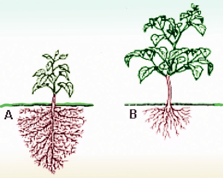 Proposto 8) (UFRJ) Dependendo das condições do solo, os vegetais podem destinar a maior parte dos nutrientes obtidos para o crescimento deseus brotos e folhas ou para o desenvolvimento de suas raízes.