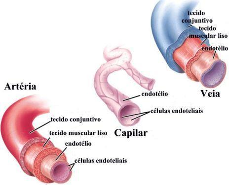 Componentes do sistema circulatório O sistema circulatório humano é constituído por o coração e