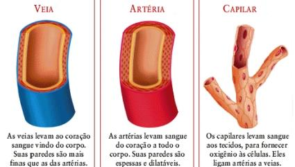 O significado dos 3 vasos sanguíneos Artérias: são os vasos pelos quais o sangue sai do coração.