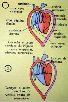 Répteis: (2 A e 1 V na maioria, apresentando o Septo de Sabatier, que divide parcialmente o ventrículo)- dupla e incompleta