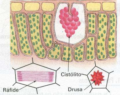 5) ESTRUTURAS SECRETORAS: Principais: c) CÉLULAS SECRETORAS: - Localização: epiderme de folhas e de caules ou internas à planta.