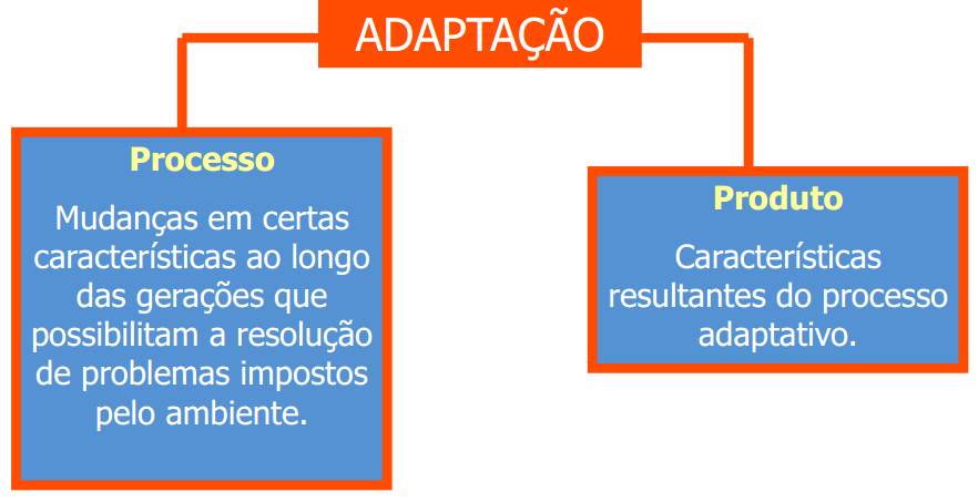 Seleção natural x Adaptação A seleção não é um processo aleatório mas direcionado. E a adaptação?