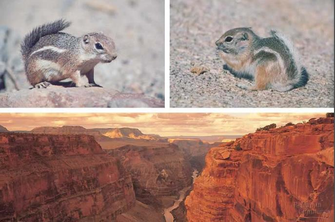 Especição alopátrica Sciurus Grand Canyon