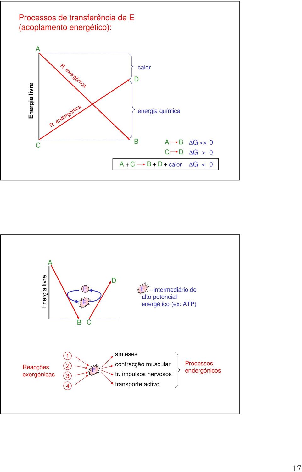 livre E E D E - intermediário de alto potencial energético (ex: ATP) B C Reacções exergónicas 1