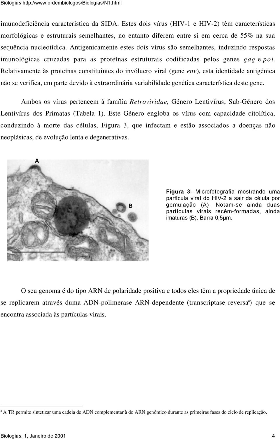 Antigenicamente estes dois vírus são semelhantes, induzindo respostas imunológicas cruzadas para as proteínas estruturais codificadas pelos genes gag e pol.