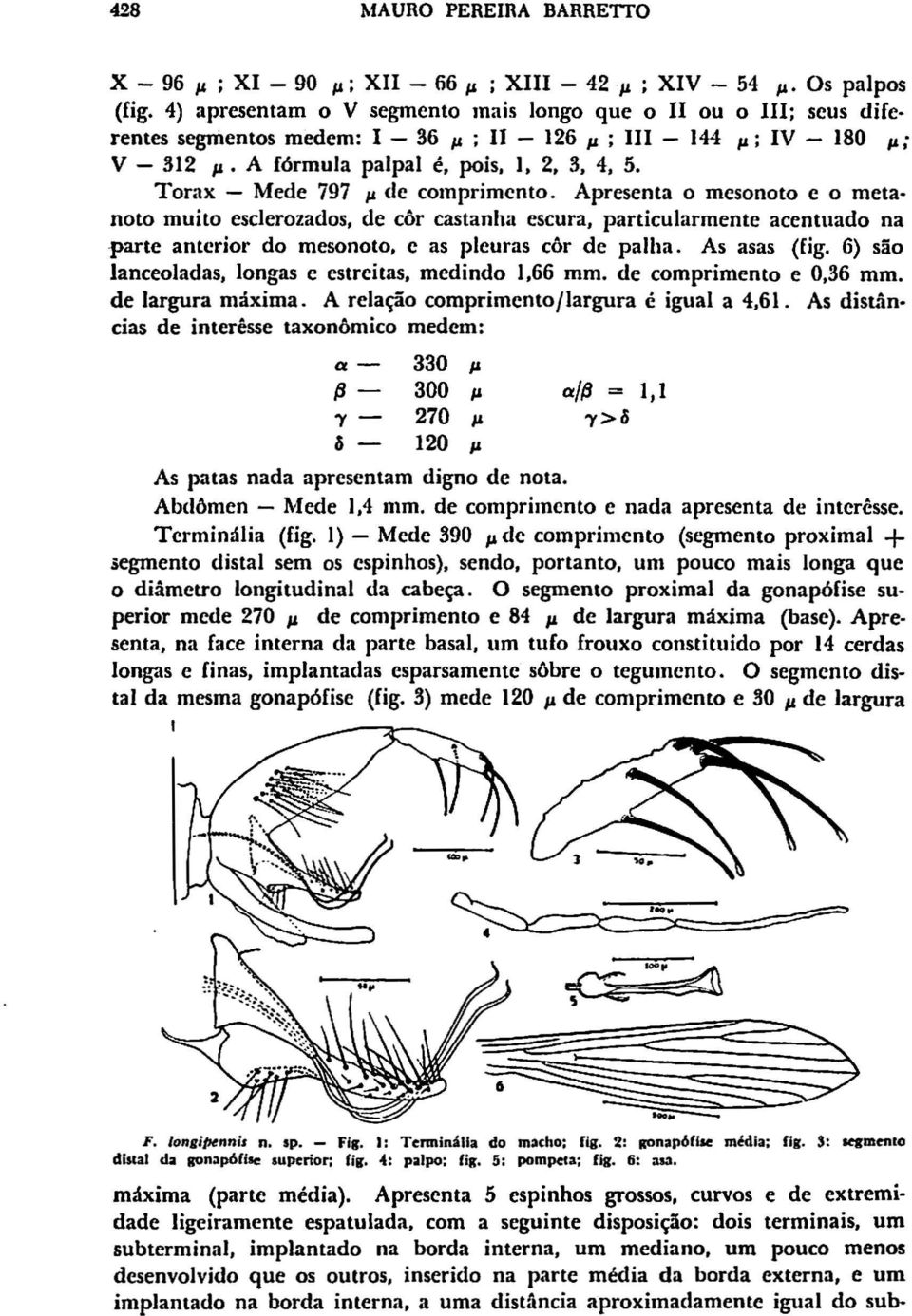 Torax - Mede 797 IJ de comprimento. Apresenta o mesonoto e o meta noto muito esclerozados, de côr castanha escura, particularmente acentuado na parte anterior do mesonoto, e as pleuras côr de palha.