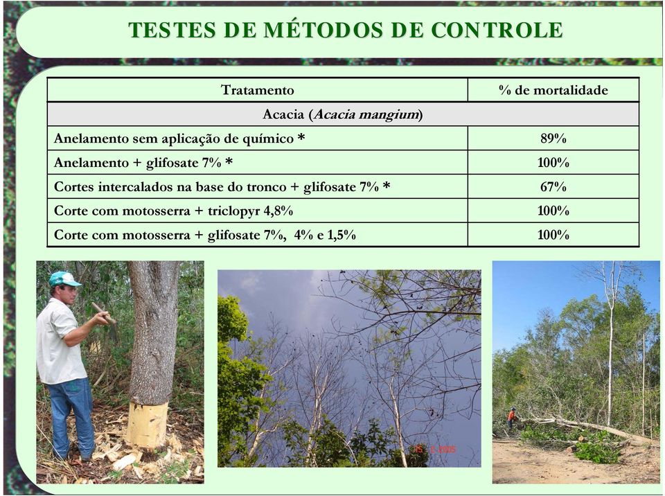 base do tronco + glifosate 7% * Corte com motosserra + triclopyr 4,8% Corte