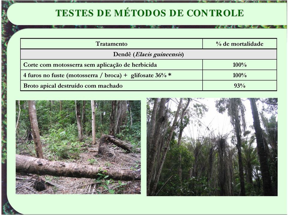 4 furos no fuste (motosserra / broca) + glifosate 36% *