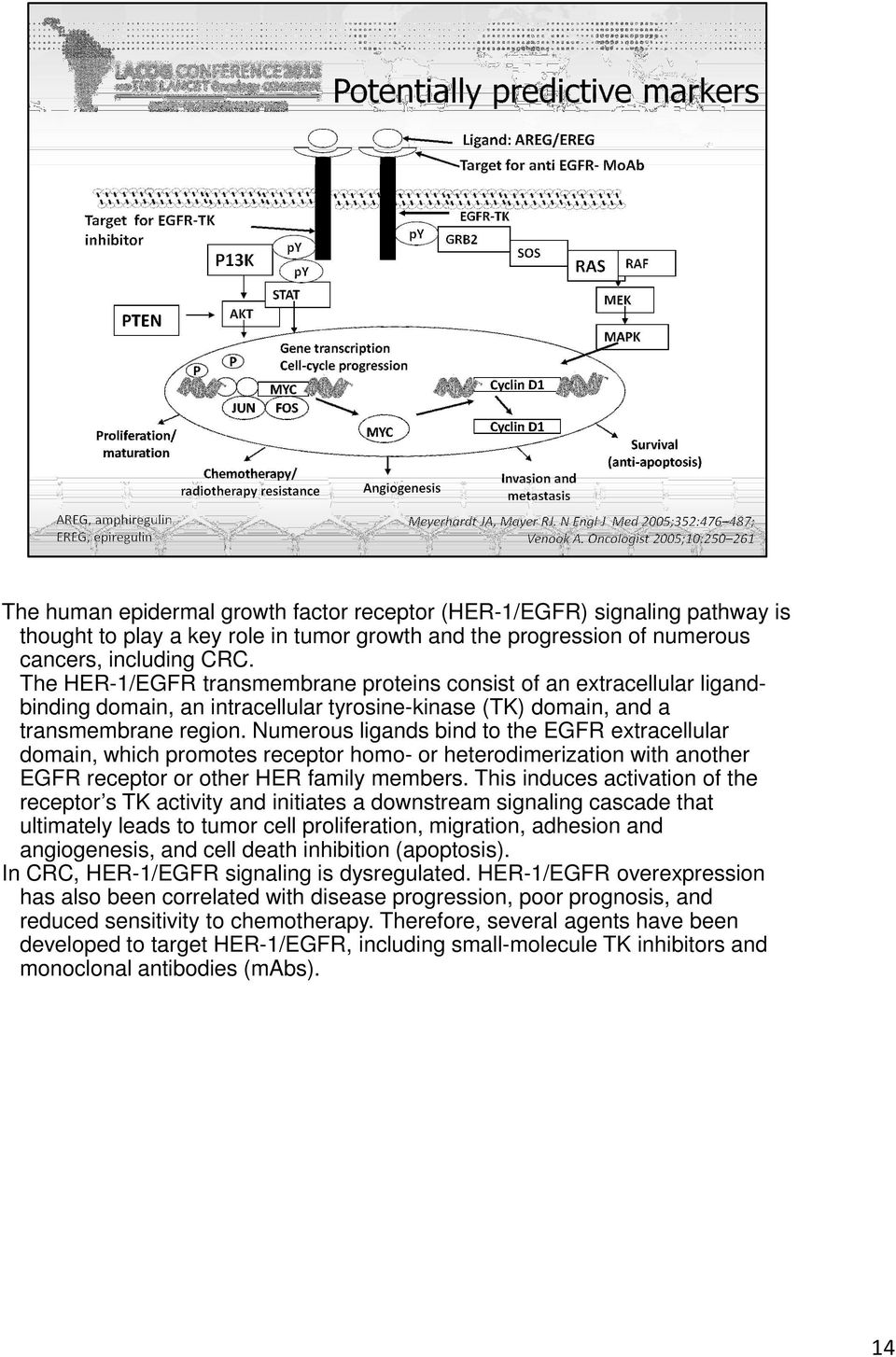 Numerous ligands bind to the EGFR extracellular domain, which promotes receptor homo- or heterodimerization with another EGFR receptor or other HER family members.