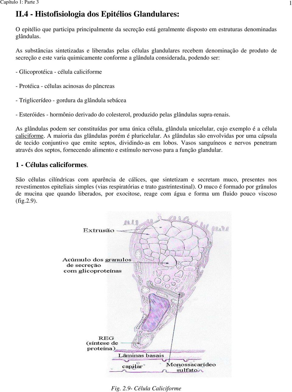 célula caliciforme - Protéica - células acinosas do pâncreas - Triglicerídeo - gordura da glândula sebácea - Esteróides - hormônio derivado do colesterol, produzido pelas glândulas supra-renais.
