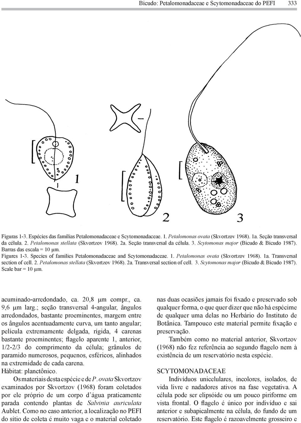 Species of families Petalomonadaceae and Scytomonadaceae. 1. Petalomonas ovata (Skvortzov 1968). 1a. Transversal section of cell. 2. Petalomonas stellata (Skvortzov 1968). 2a.