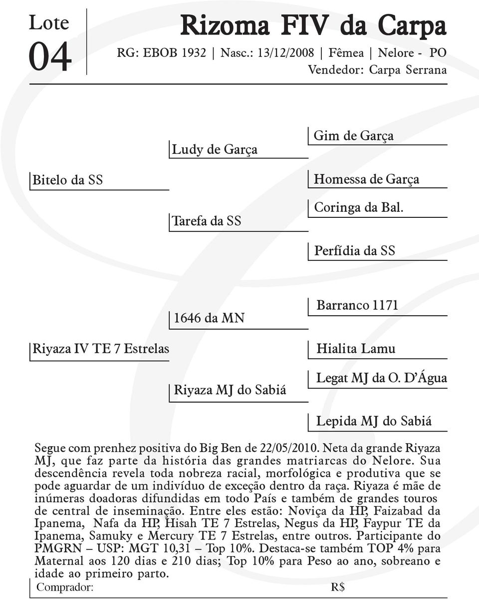 Neta da grande Riyaza MJ, que faz parte da história das grandes matriarcas do Nelore.