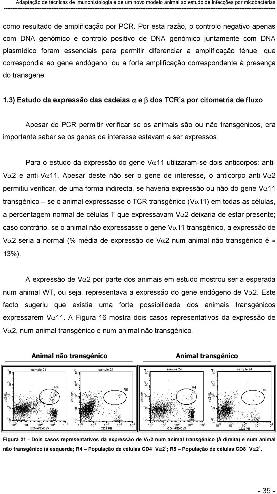 correspondia ao gene endógeno, ou a forte amplificação correspondente à presença do transgene. 1.