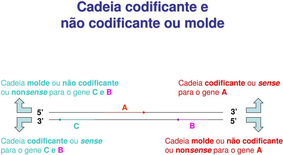 sense para o gene A 5 3 C A B 3 5 Cadeia codificante ou sense para