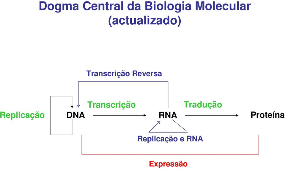 Replicação Transcrição DNA RNA
