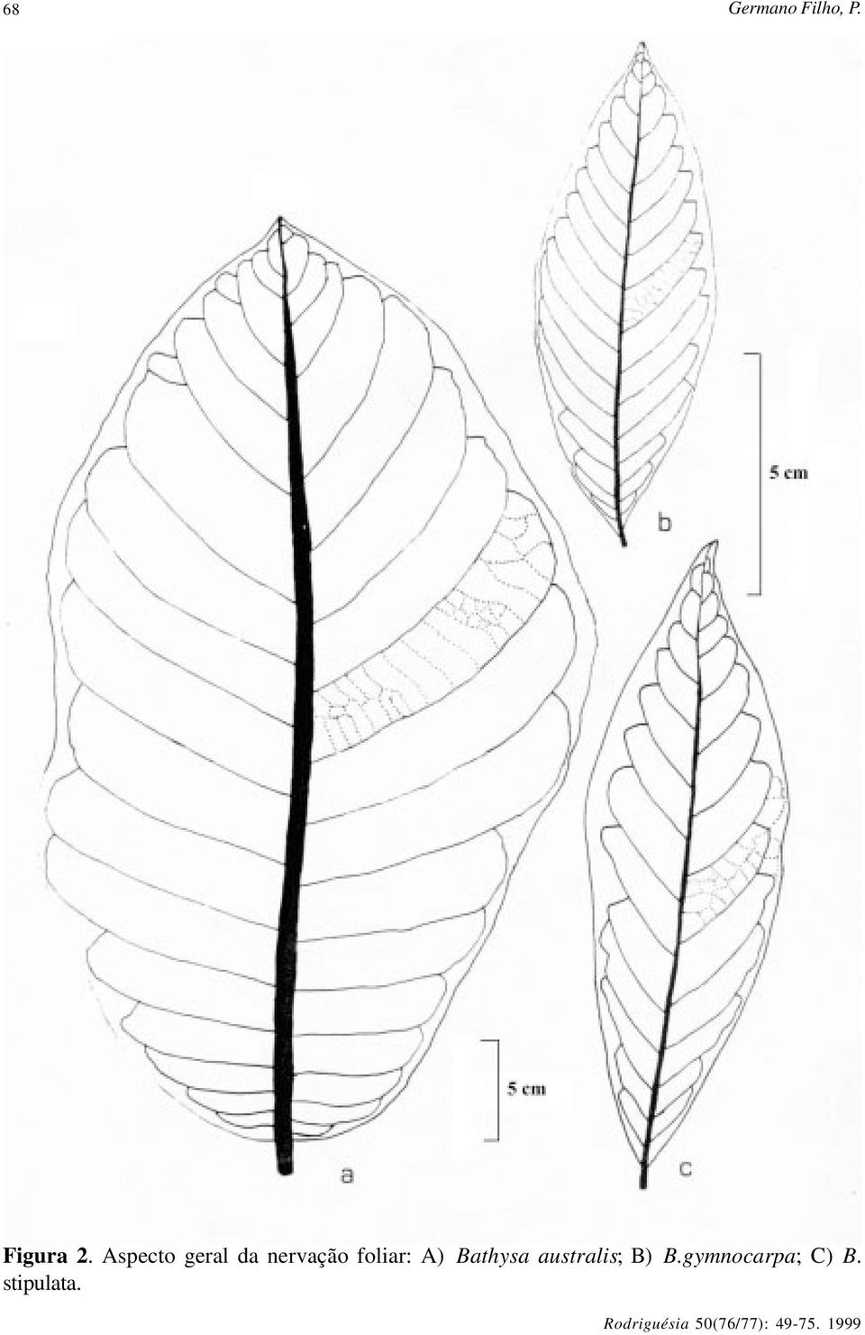 foliar: A) Bathysa australis;