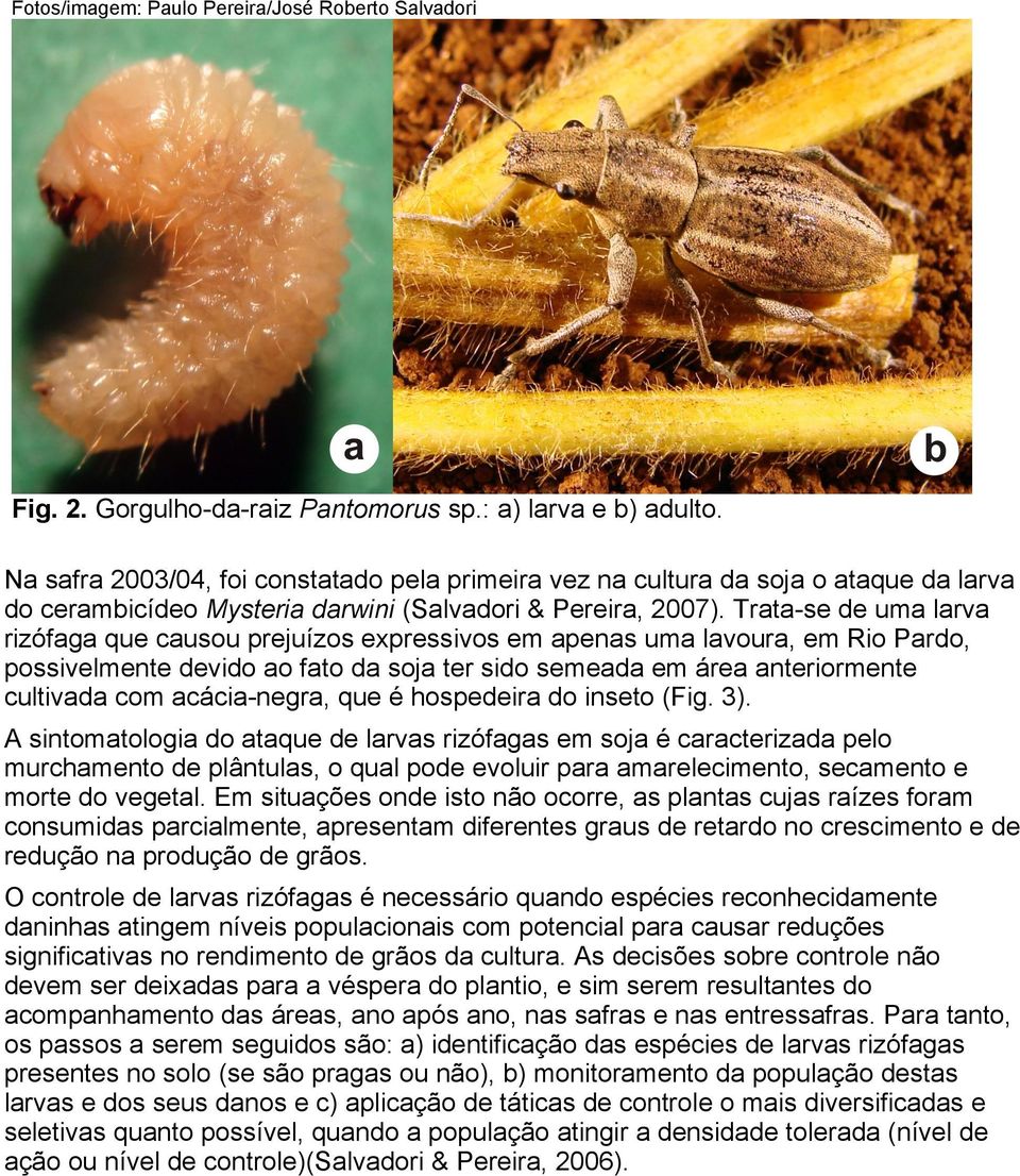 Trata-se de uma larva rizófaga que causou prejuízos expressivos em apenas uma lavoura, em Rio Pardo, possivelmente devido ao fato da soja ter sido semeada em área anteriormente cultivada com