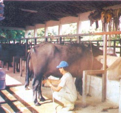 69 ISSN 1517-2244 Agosto, 2002 Belém, PA Qualidade do Leite nas Propriedades do Município de Uruará, Pará 1 Luiz Carlos Vieira 2 Jonas Bastos da Veiga 3 Cristóvão Morelly Kaneyoshi H.