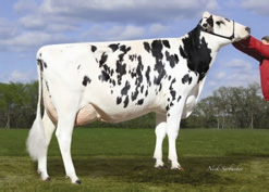 Kamik é um filho de Baxter com mãe La Presentation Kristie EX-91 2E CAN 2*. Uma filha de Buckeye que produziu 16.409 kg de leite aos 4 anos e mais de 56.000 kg em 4 lactações.