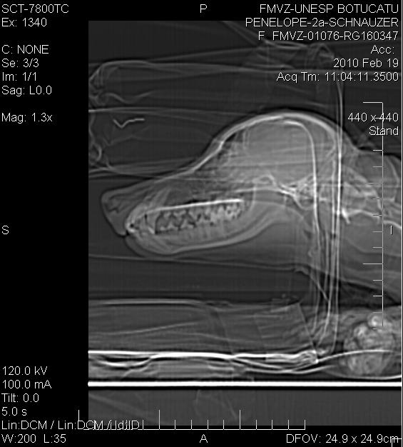 ISSN 1809-4678 Med. Vet. 2011 dez.; 5(4 Supl. 1): 86 somada às lesões periodontais é conhecida como ponto mais comum de fratura patológica de mandíbula em cães domésticos de pequeno a médio porte.