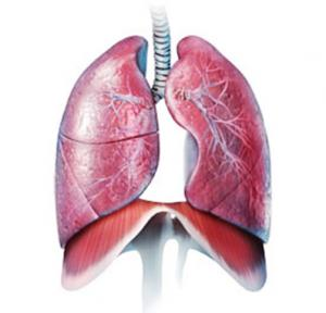 Bordas do Pulmão: A borda anterior é delgada e estende-se à face ventral do coração. A borda anterior do pulmão esquerdo apresenta uma incisura produzida pelo coração, a incisura cardíaca.