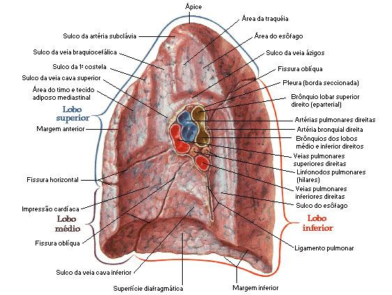 Os brônquios ocupam posição caudal e posterior, enquanto que as veias pulmonares são inferiores e anteriores.