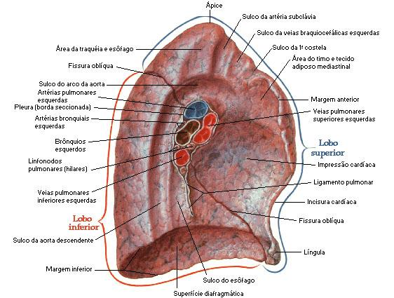 Fonte: NETTER, Frank H.. Atlas de Anatomia Humana. 2ed. Porto Alegre: Artmed, 2000.