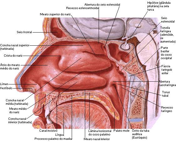 Fonte: NETTER, Frank H.. Atlas de Anatomia Humana. 2ed. Porto Alegre: Artmed, 2000. O esqueleto ósseo do nariz é formado pelo osso frontal, ossos nasais e maxilares.