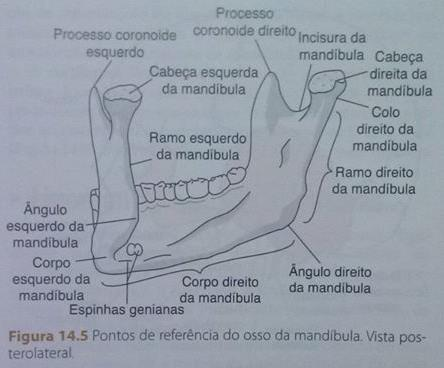 Cabeça