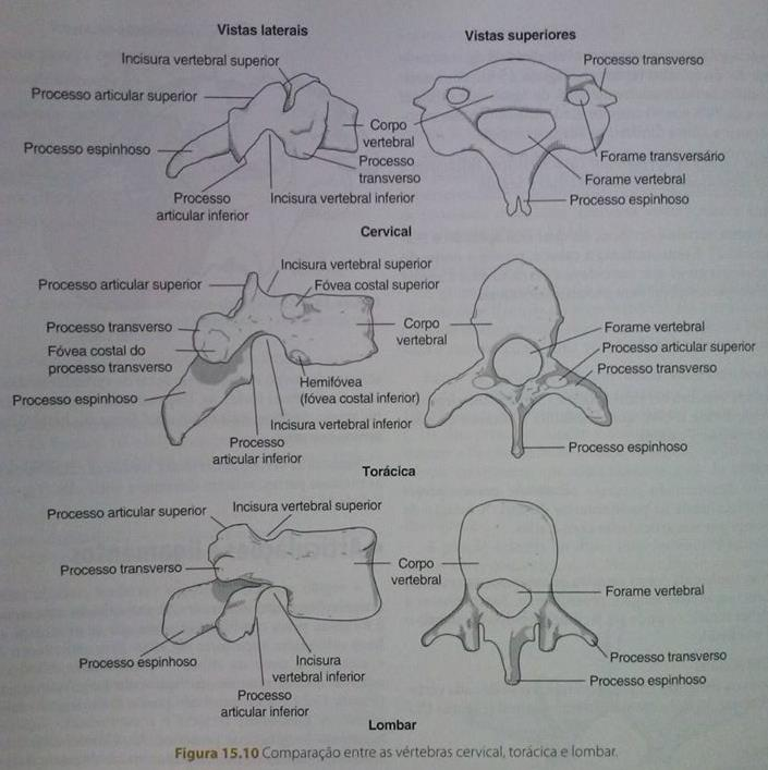 Vertebras