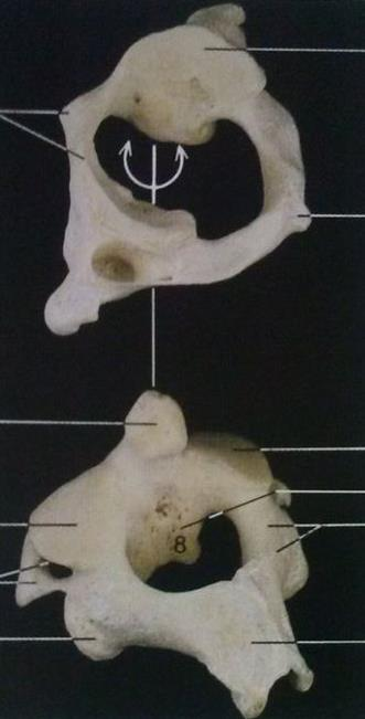 Vertebras Articulações: