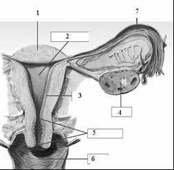 15 Sistema reprodutor feminino 1. Quais as funções realizadas pelo sistema reprodutor feminino? 2. Quais as principais estruturas do sistema genital feminino? 3. Observe a figura a.