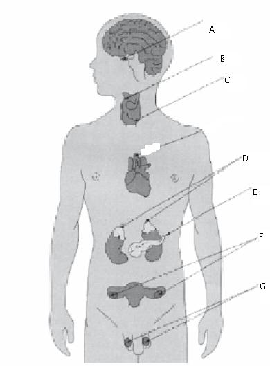 12 Sistema Endócrino I Observe a figura ao lado e responda: 1) Indique o nome da glândula, seus hormônios e suas respectivas funções: A: hormônio Função hormônio Função hormônio Função hormônio