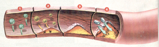 plasmáticas, o substrato de renina, no hormônio angiotensina I.