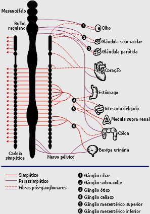 além da constrição dos vasos sangüíneos da pele.