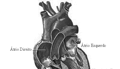 2 Bases fisiológicas da ausculta cardio-pulmonar. 2.1. Coração. O coração é um músculo oco, localizado entre os pulmões, logo acima do diafragma.