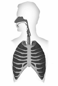 36 Fossas nasais Laringe Faringe Traquéia Boca Alvéolos Pulmão Brônquio Bronquíolo Figura 10 - Representação dos órgãos do sistema respiratório.