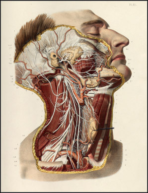 Divisão da Anatomia 1. Anatomia Comparada 2. Anatomia Especial 3. Anatomia das Formas 4. Anatomia Topográfica 5.