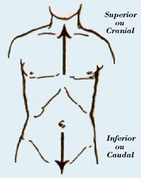 Terminologia Geral A Posição Anatômica Terminologia 1. Partes Principais 2. Cavidades (Pos. Ortostática) 3. Planos de Delimitação (Antero-Posterior) (Látero-Lateral) (Cranio-Podálico) 4.