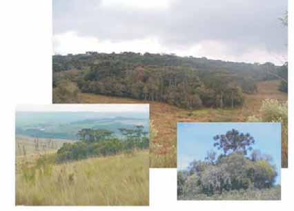 100 Figura 9.1 - Capões de floresta com araucária (FOMM) siliensis (carvalho), Jacaranda (carobas) e Rapanea (capororocas).