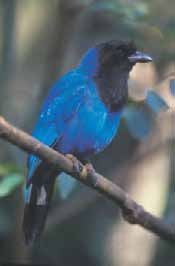 CAPÍTULO 11 AS AVES DOS CAMPOS GERAIS Angelica Maria Kazue Uejima Marcos Ricardo Bornschein Introdução As aves dos Campos Gerais são ainda pouco conhecidas e estudadas.