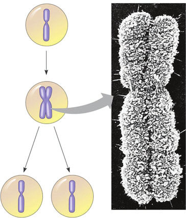 Figura A Figura B interfase mitose interfase origem de replicação + centrômero Figura E parte do fuso mitótico cromossomos