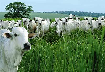 ECONOMIA PECUÁRIA: Dentre as várias criações que constituem a pecuária, a bovinocultura é a mais representativa na região, são cerca de 70 milhões de cabeças de gado.