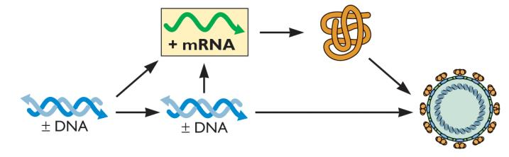 Genomas dsdna: DNA fita dupla Traduzido Transcrito Transcrito Replicado Genoma copiado pela DNA polimerase do hospedeiro ou pela DNA polimerase viral