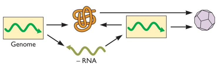 Genomas ssrna (+): RNA fita simples (+) Traduzido Replicado Replicado Genoma com ORF única e longa Origina uma poliproteína (clivada por proteases celulares e virais) RNA polimerase viral: replicação