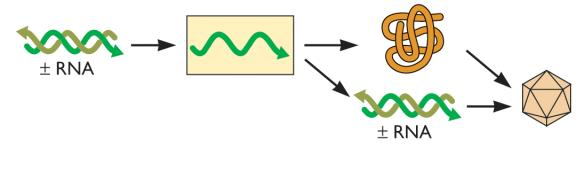 Genomas dsrna (+/-): RNA fita dupla (+/-) Replicado Traduzido Replicado Muitos vírus com dsrna são segmentados Carregam a polimerase viral / produção