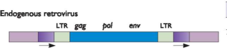 Cada uma de nossas células está infectada por vírus Retrovírus endógenos: elementos virais derivados de