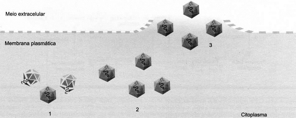 7. Liberação (vírus nú) Vírus nú já sai pronto do citoplasma (RNA) ou