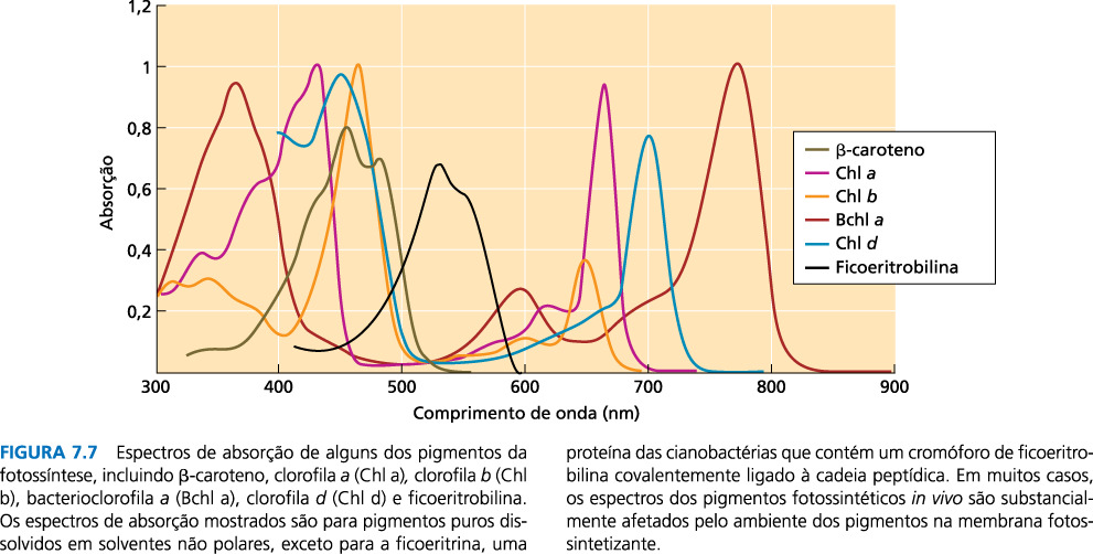 Utilizando esta metodologia foi observado que o espectro de ação da fotossíntese coincide com os espectros de absorção do β-caroteno e