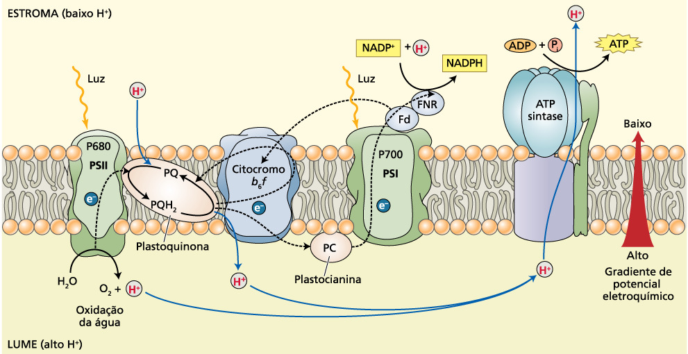 Estrutura do complexo antena trimérico do LHC II de plantas superiores Transporte de prótons e a síntese de ATP (Fotofosforilação não cíclica e cíclica) (ph = 8,0) 2 4 8